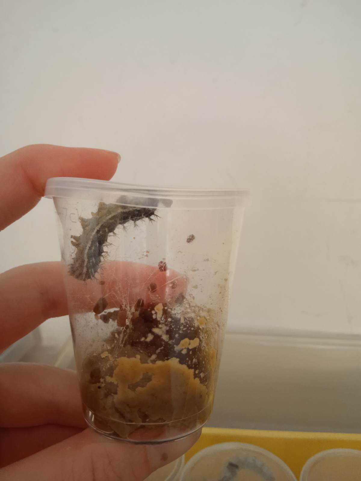 Caterpillar in pot